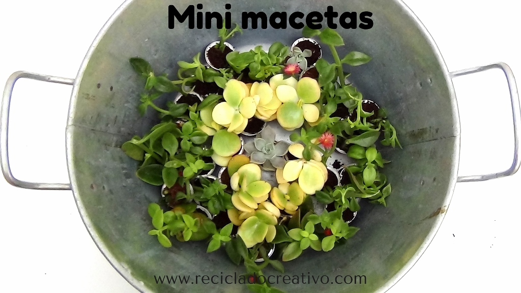 Mini macetas con plantitas sucuentas en cápsulas de café DIY