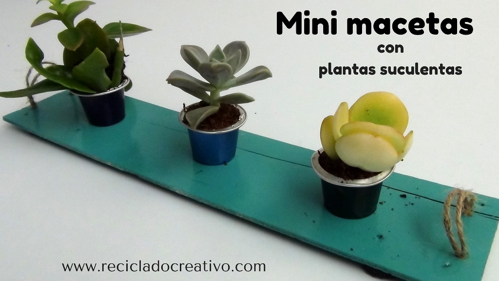 Mini macetas con plantitas sucuentas en cápsulas de café DIY