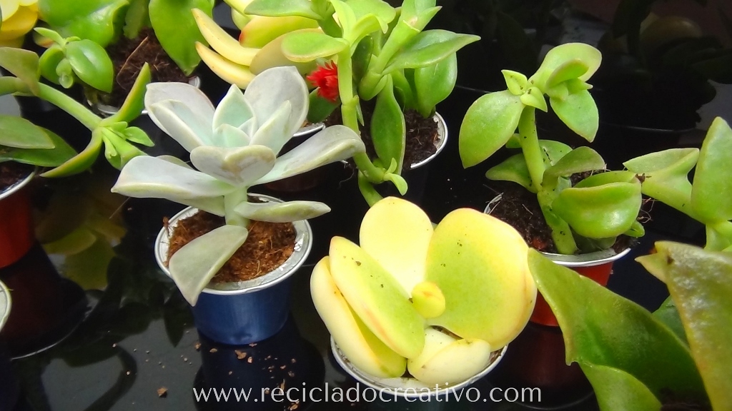 Mini macetas con plantitas sucuentas en cápsulas de café DIY