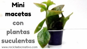 Mini macetas con plantitas sucuentas en cápsulas de café DIY