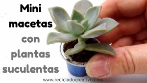 Mini macetas con plantitas sucuentas en cápsulas de café DIY