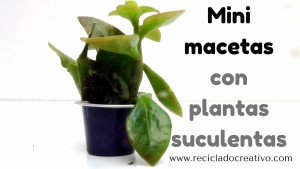 Mini macetas con plantitas sucuentas en cápsulas de café DIY
