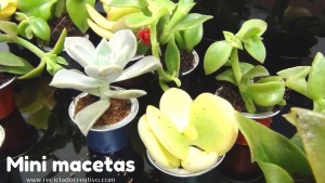 Mini macetas con plantitas sucuentas en cápsulas de café DIY
