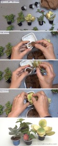Mini macetas con plantitas sucuentas en cápsulas de café DIY
