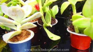Mini macetas con plantitas sucuentas en cápsulas de café DIY