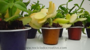 Mini macetas con plantitas sucuentas en cápsulas de café DIY