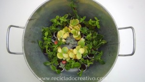 Mini macetas con plantitas sucuentas en cápsulas de café DIY