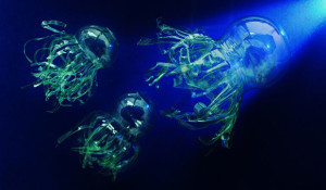 recicladocreativo limpieza del puerto de calpe