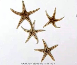 Estrellas de mar convertidas en joyas de bisutería