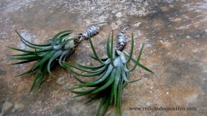 Bisutería, pendientes, colgante con plantas vivas. Claveles del viento