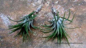 Bisutería, pendientes, colgante con plantas vivas. Claveles del viento