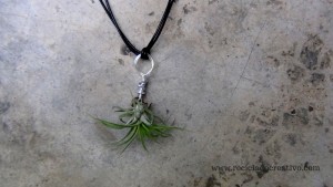 Bisutería, pendientes, colgante con plantas vivas. Claveles del viento
