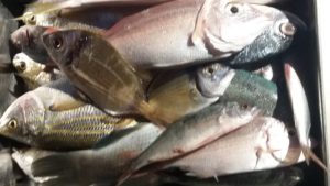 Pescado de descarte RecicladoCreativo