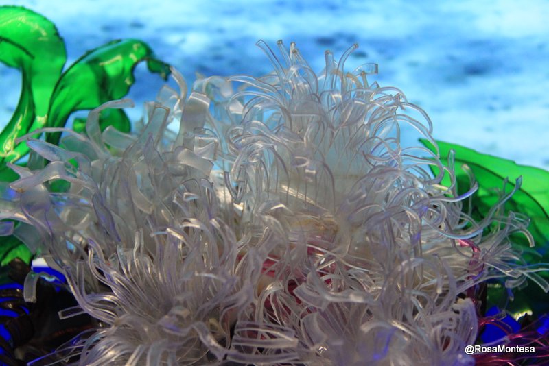 Ortigas y algas marinas con botellas de plástico