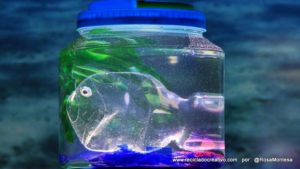 Pez hecho con una botella de plástico, dentro de una pecera con botellas de PET
