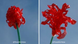 Flores reciclando botellas de plástico por Rosa Montesa