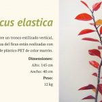Naturaleza Plástica por Rosa Montesa