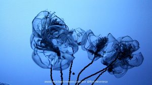 Flores con botellas de CocaCola DIY