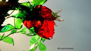 Flores reciclando botellas de plástico