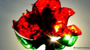 Flores reciclando botellas de plástico
