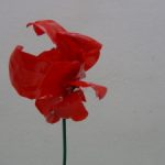Cómo hacer flores rojas tipo orquídeas reciclando una botella de plástico http://youtu.be/o9ZJGZDIp3g