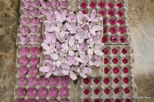 Flores rosas con hueveras de cartón recicladas - egg carton flowers