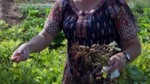 Cacau del Collaret de Borbotó