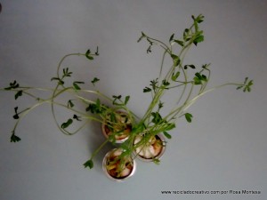 Lentejas germinadas en cápsulas de café recicladas