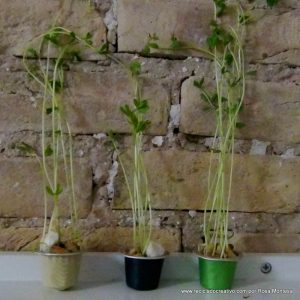 Lentejas germinadas en cápsulas de café recicladas
