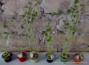 Lentejas germinadas en cápsulas de café recicladas