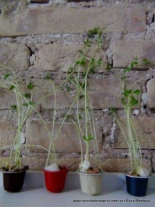 Lentejas germinadas en cápsulas de café recicladas