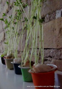Lentejas germinadas en cápsulas de café recicladas