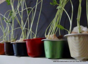 Lentejas germinadas en cápsulas de café recicladas
