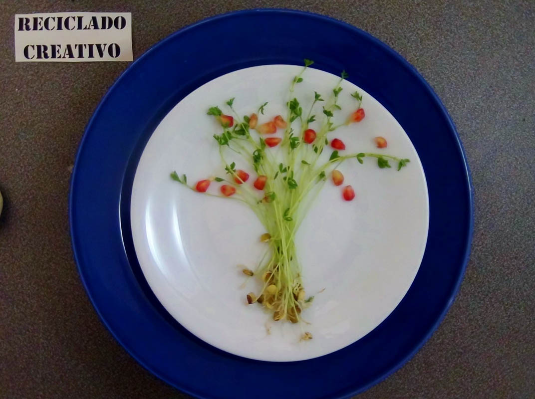 Lentejas germinadas en casa
