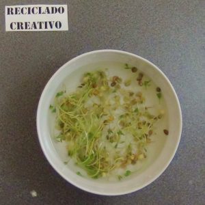 Lentejas germinadas en casa