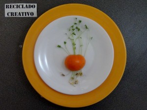 Lentejas germinadas en casa