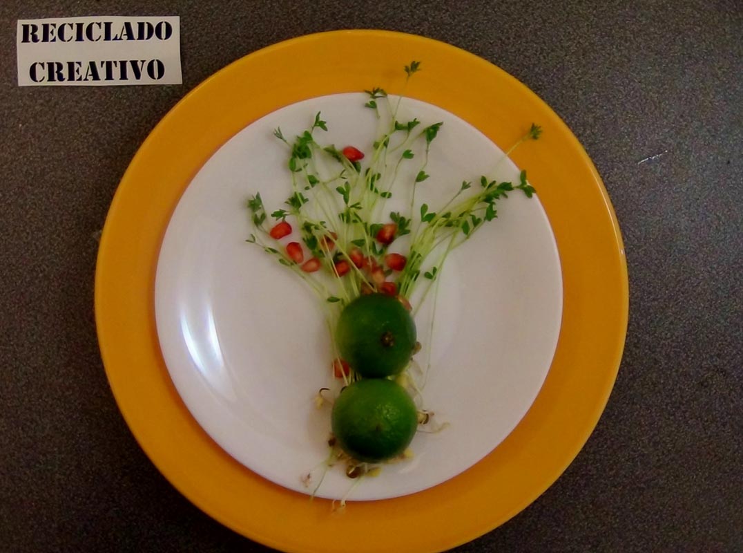 Lentejas germinadas en casa