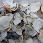 Recuerdos de la orilla de la playa, conchas, piedras y arena . Seashore treasures