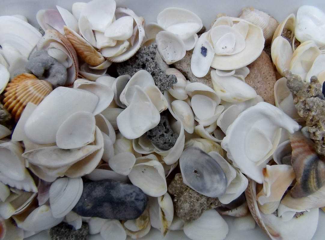 Recuerdos de la orilla de la playa, conchas, piedras y arena . Seashore treasures